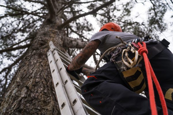 Technician climbs ladder to prune trees using rope access techniques